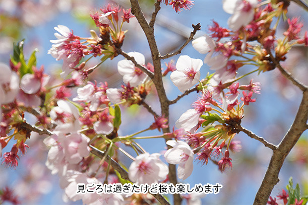 薬師寺の桜