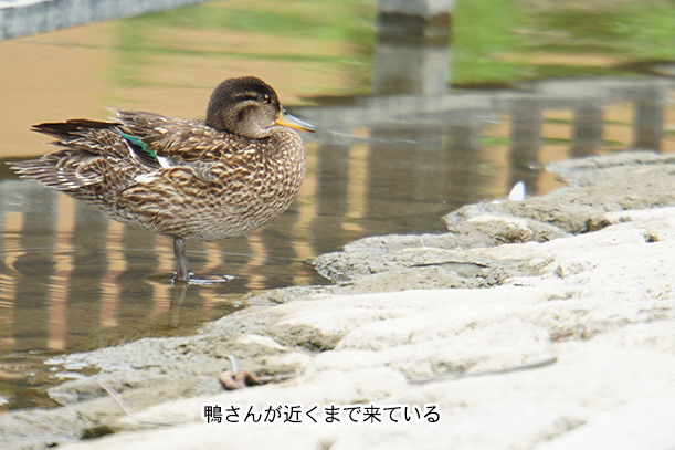 蓮華池公園の鴨