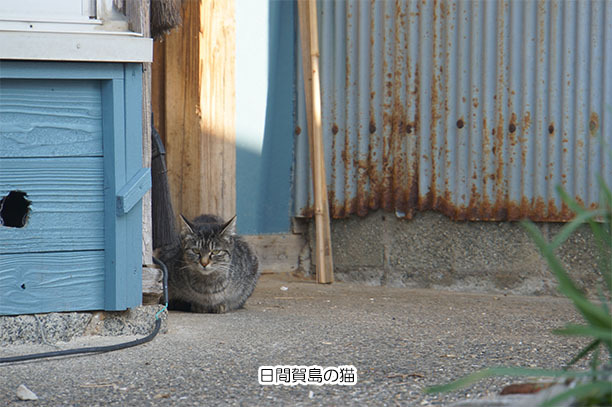 日間賀島の猫