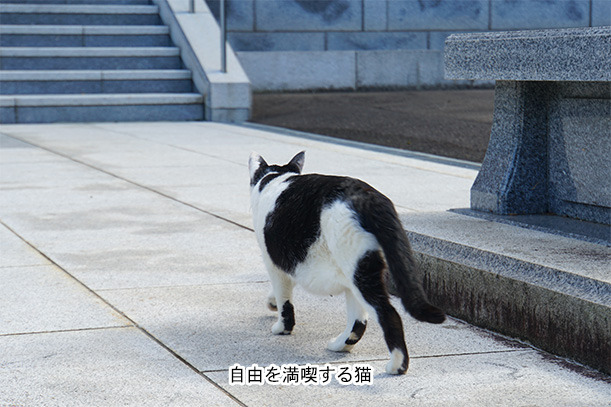 御誕生寺の猫