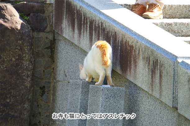 御誕生寺の猫